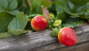 Strawberries grow at Hollyhill Hummingbird Sustainable Farm in Cupertino, California, December 5, 2012. (Patrick Tehan/San Jose Mercury News/MCT)