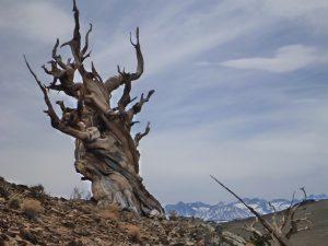An Ancient Bristlecone Pine dominates the horizon line in western Nevada.  These trees are among the oldest living things on earth. Submitted by Ian Zatarain.