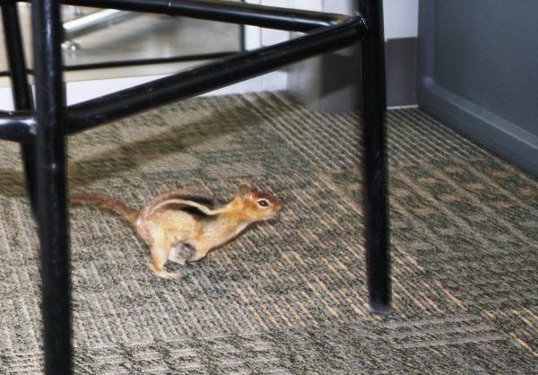Chipmunk dashes under a chair in Campus Center 101 at Central Oregon Community College.