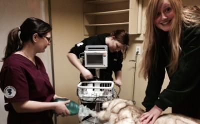 Ashley McClure, Bridget Cunningham, and Sara Dubler practice in the critical care/emergency nursing lab for the Animal Nursing IV class.  Photo submitted by Beth Palmer.