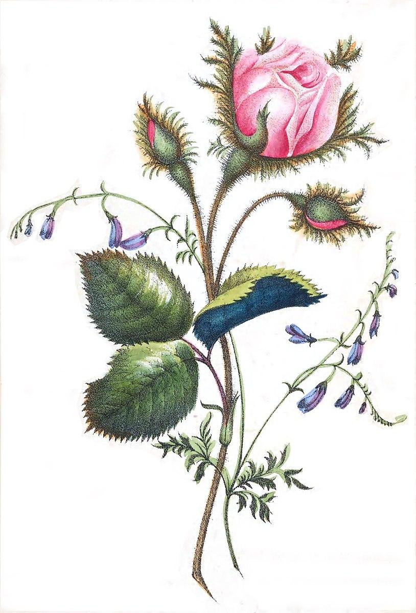 (Wikimedia Commons,  Ladys Book of Flowers and Poetry)