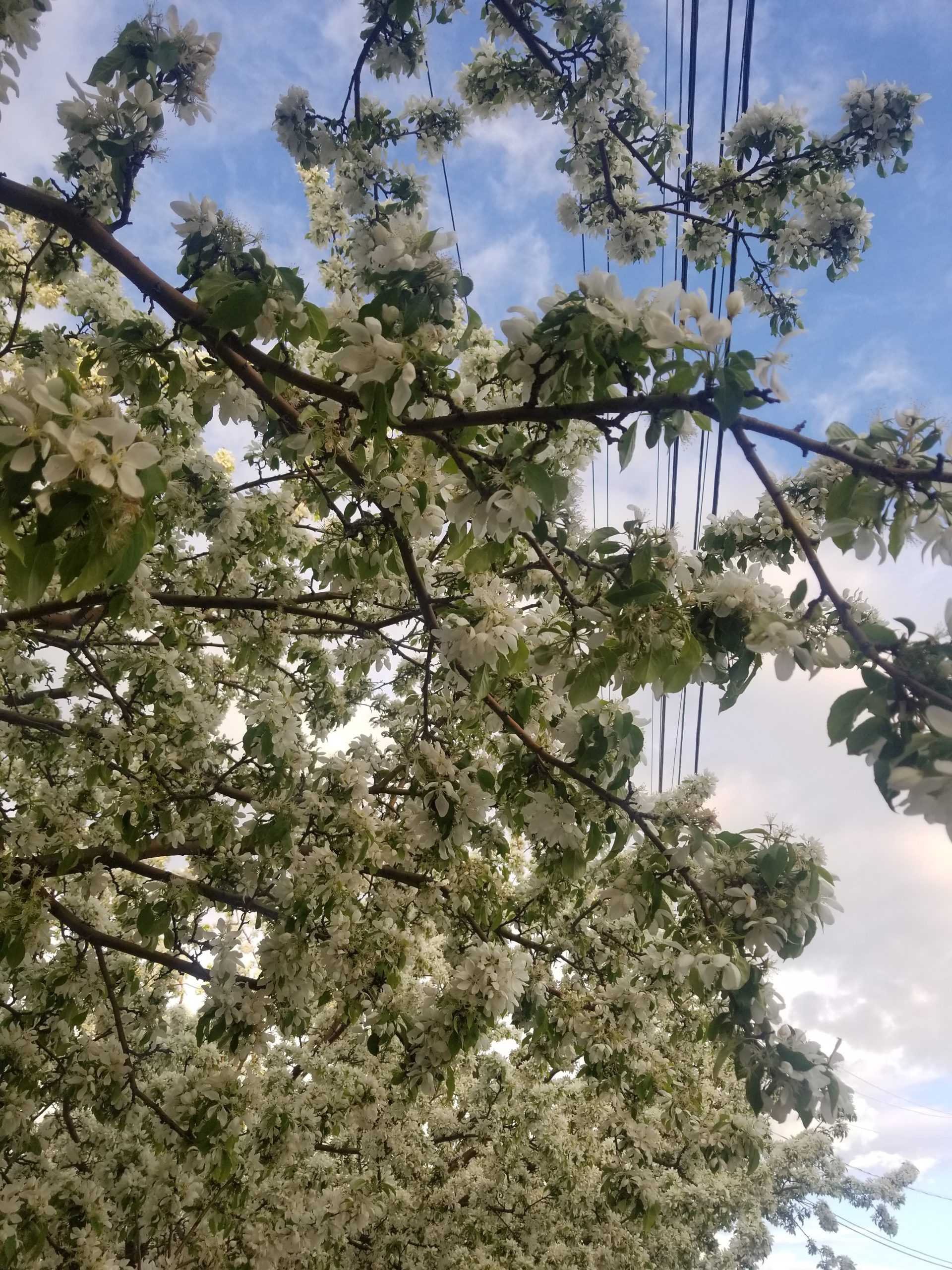 Photos: Spring in Bend
