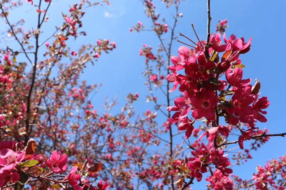 Close+up+bloom+of+flowers%2C+April+30+photo+by+Kayla+Scott