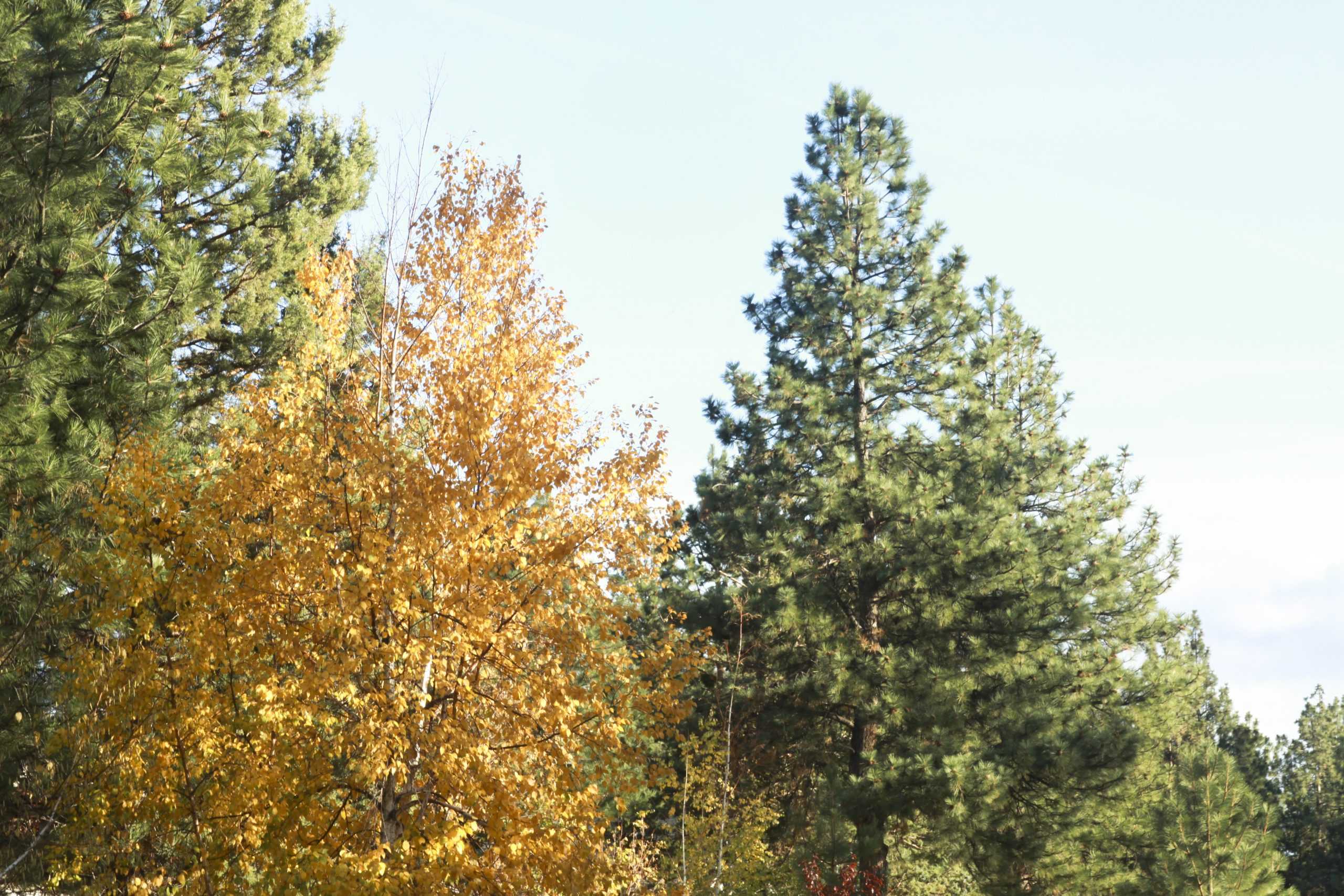 Fall at the COCC Campus – Photo Gallery