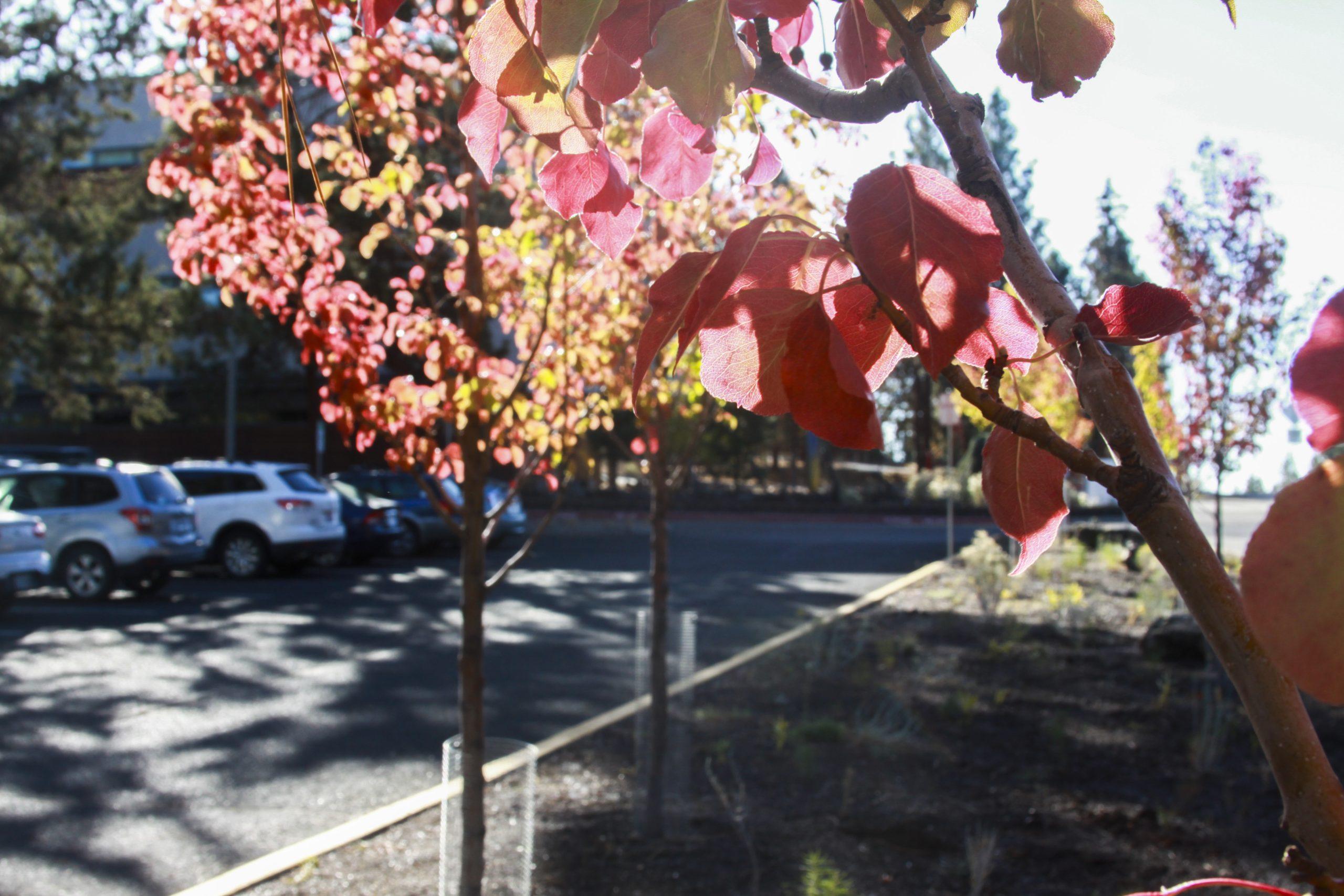 Fall at the COCC Campus – Photo Gallery