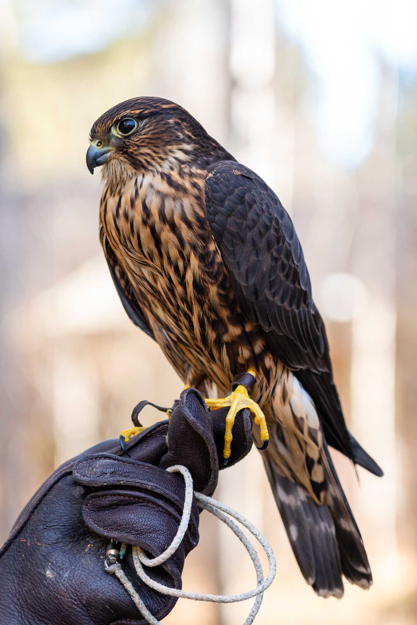 Nostalgia and bronze sculpture bingo: The High Desert Museum in 2021 - Photo Gallery