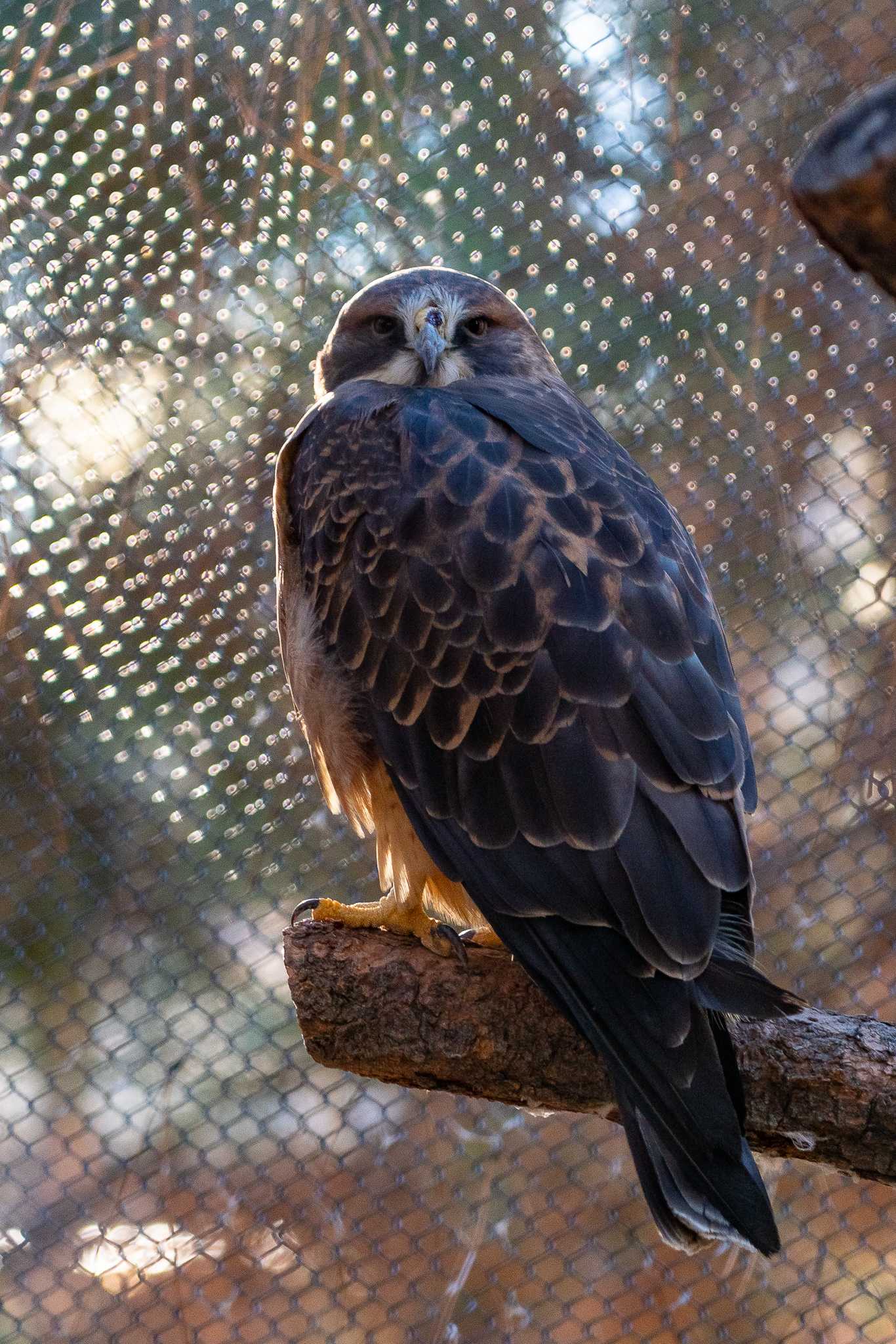 Nostalgia and bronze sculpture bingo: The High Desert Museum in 2021 - Photo Gallery