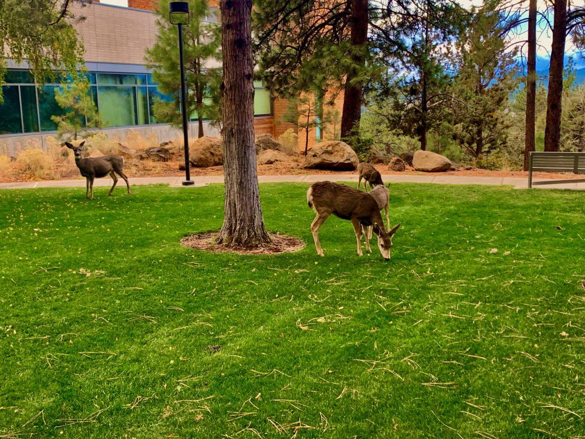 Deer take up residence at COCC