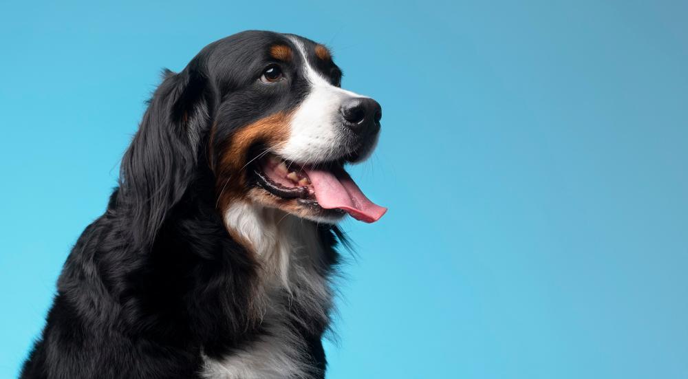 A Bernese mountain dog poses with its tongue out in front of a blue background.