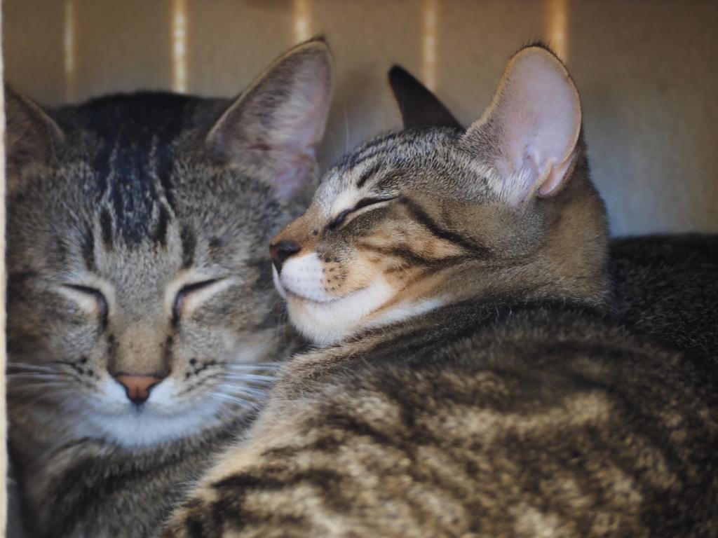 Thinking outside the litter box: Cat cafe opens in Bend