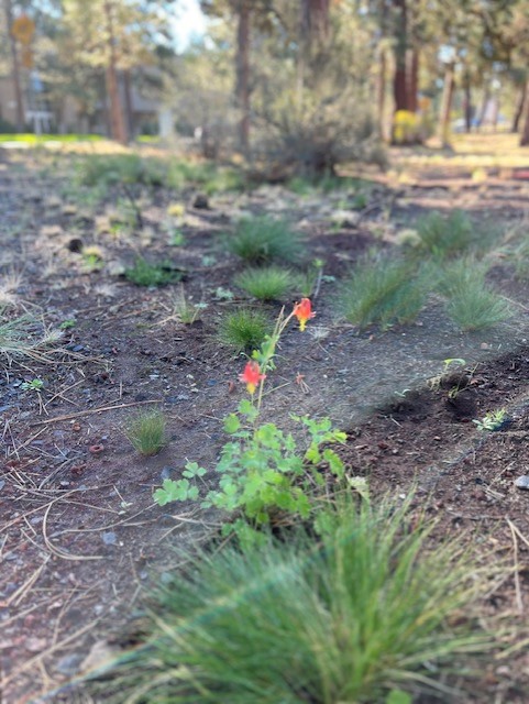 Noelle Copley leads efforts to restore COCC's collaborative garden