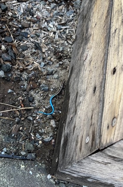 Noelle Copley leads efforts to restore COCC's collaborative garden