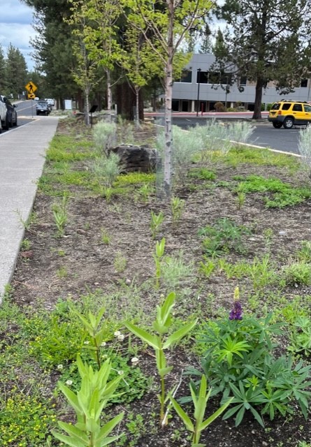 Noelle Copley leads efforts to restore COCC's collaborative garden