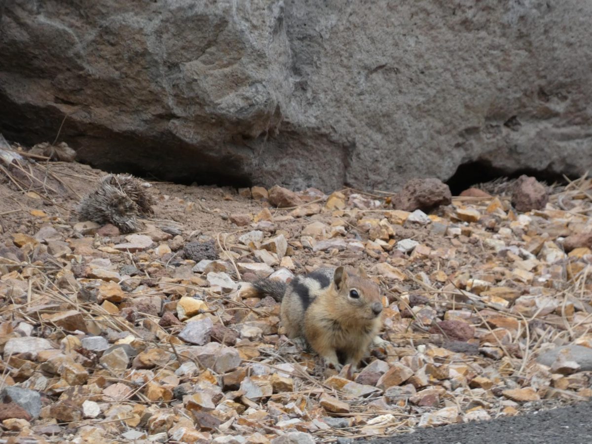 A chipmunk scurried across the rocks in a parking lot on campus.