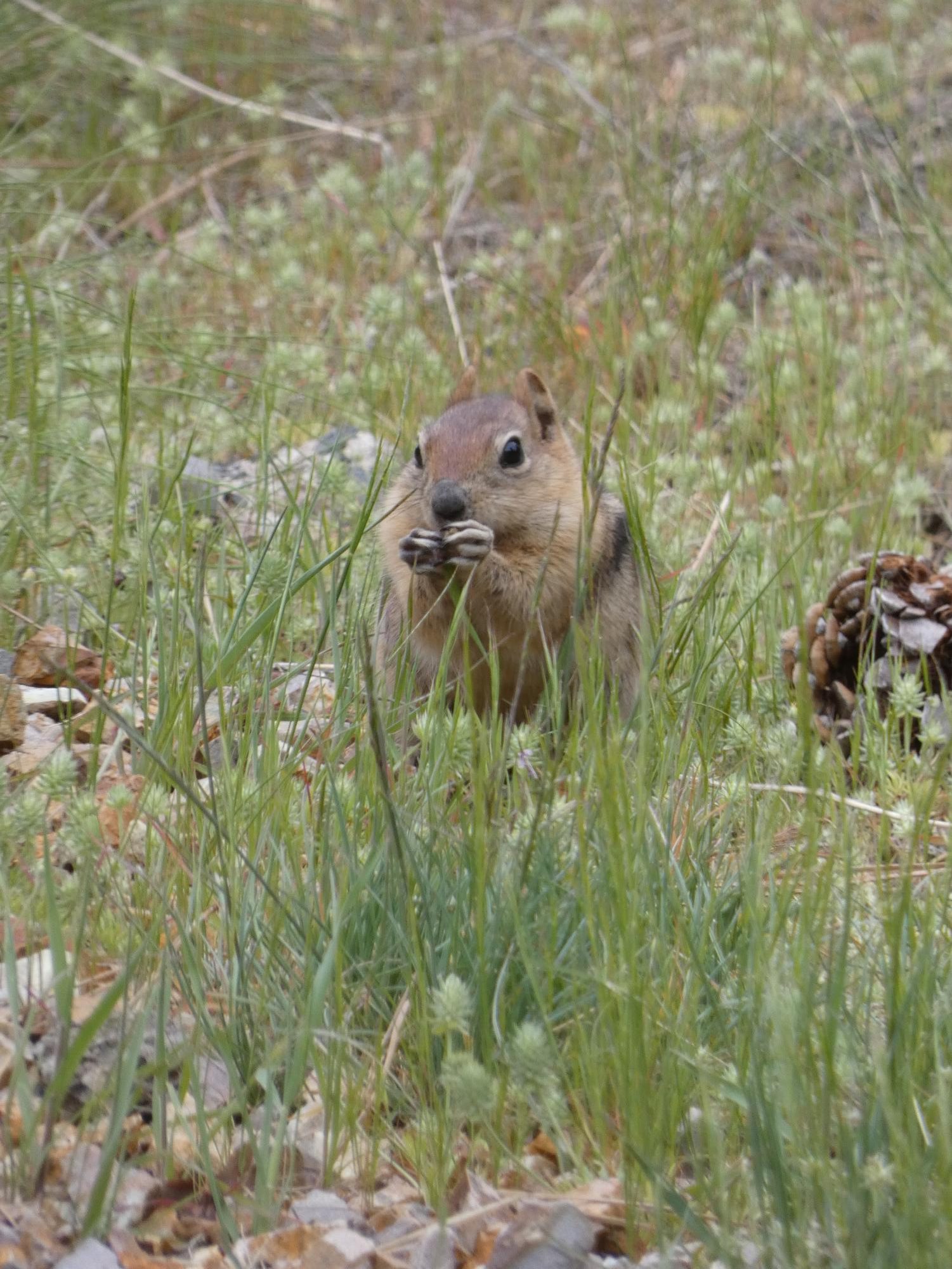 A sign of spring at COCC