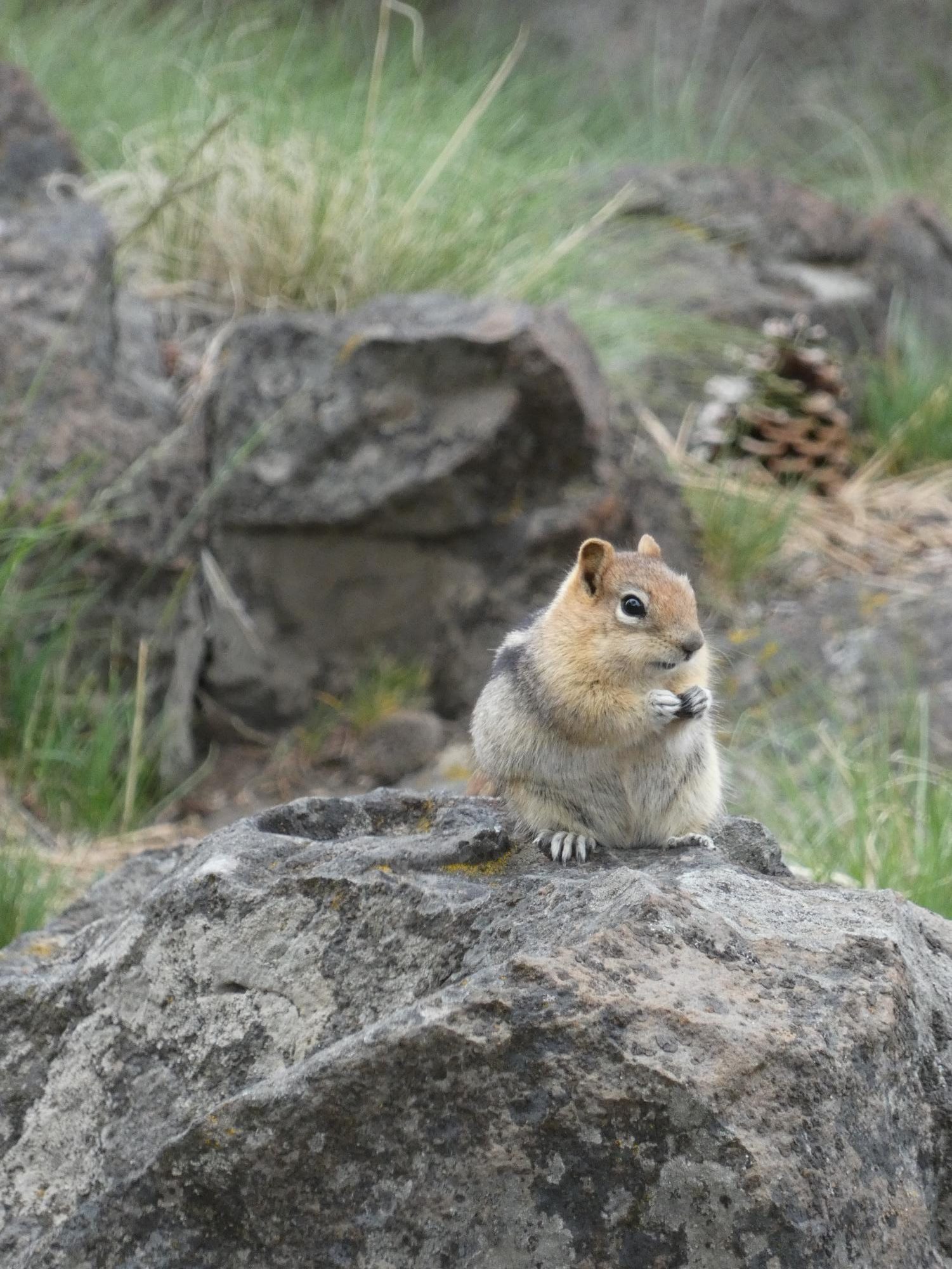 A sign of spring at COCC