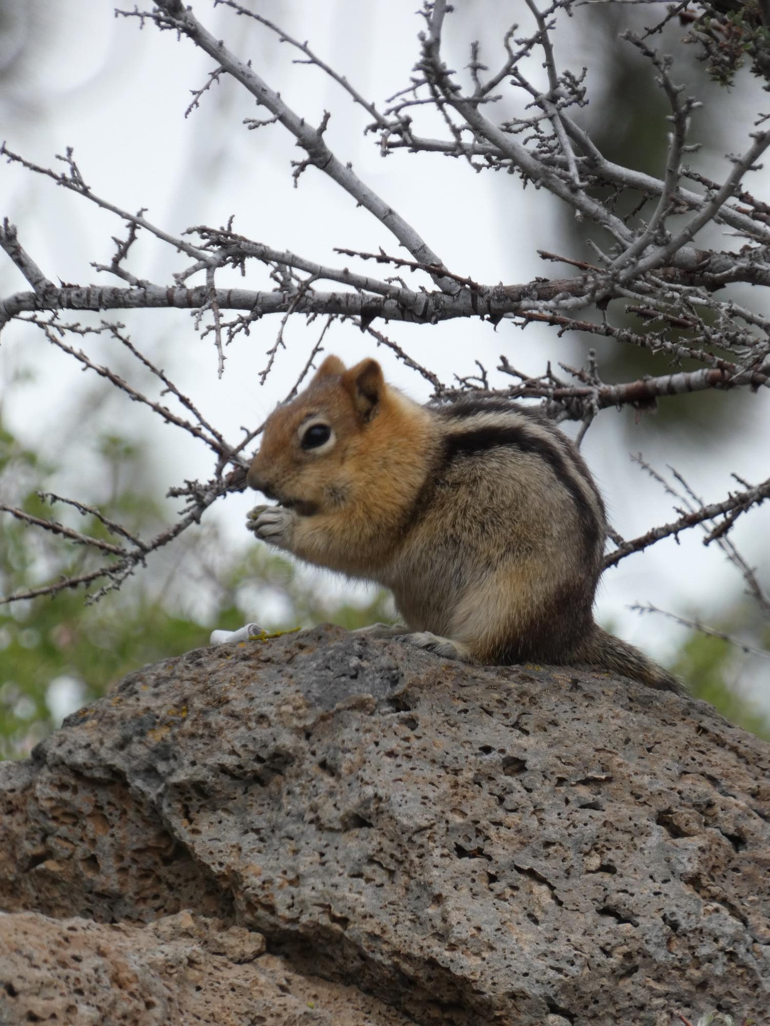 A sign of spring at COCC