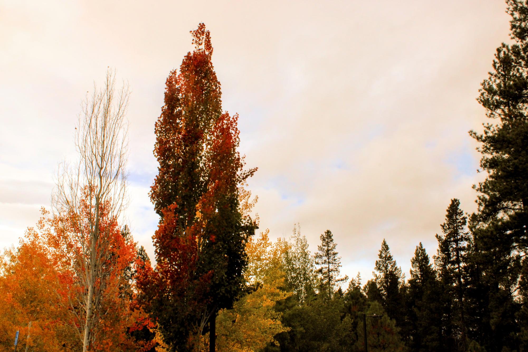 Feel your soul through fall