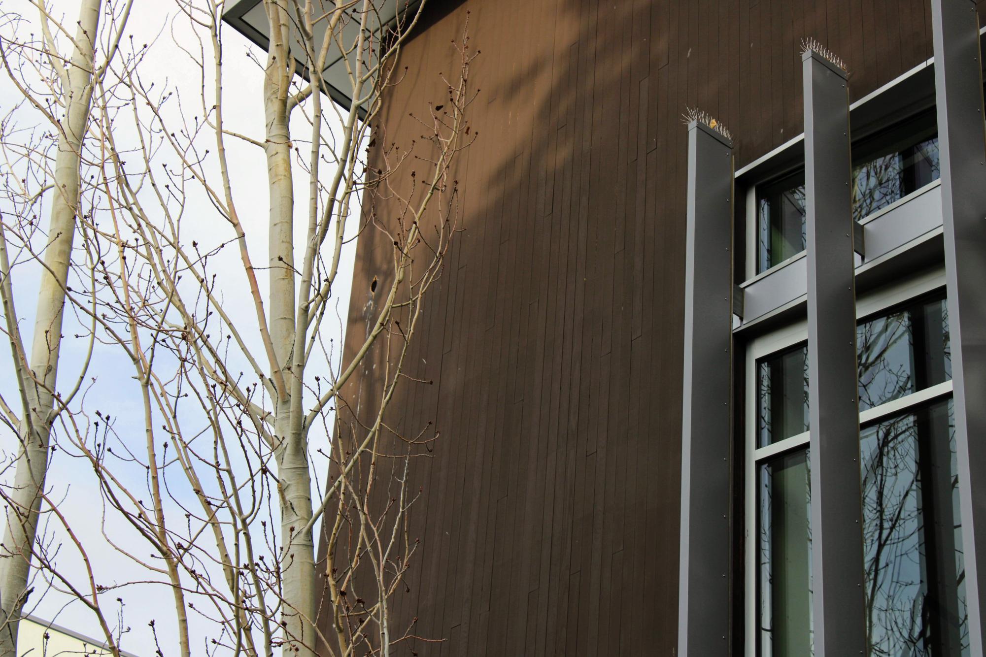 Feathered friends living in the walls of Coats Campus